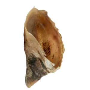 פרסת בקר מיובשת חטעף לעיסה טבעי האו ומיאו